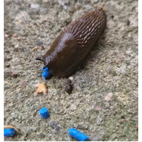 FERRONITE SLUG GRANULE MOLIUSKOCIDAS, 500 G FERRONITE SLUG GRANULE MOLIUSKOCIDAS, 500 G