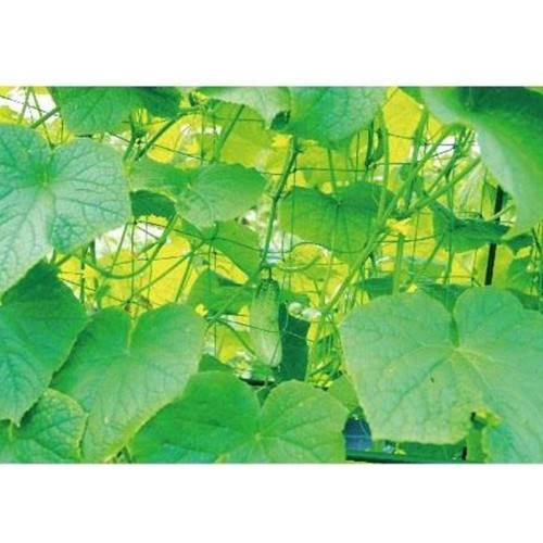 SODO TINKLAS VIJOKLINIAMS AUGALAMS 1,8 X 1,8 M SODO TINKLAS VIJOKLINIAMS AUGALAMS 1,8 X 1,8 M